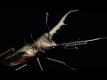 【半年で羽化】メタリフェルホソアカクワガタの成虫掘り出し結果【クワガタ飼育】