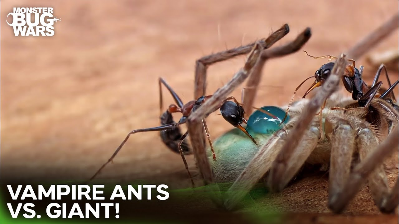 The Tiny Killers That Drink "Green Blood''! | Monster Bug Wars - YouTube