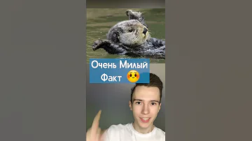 ВЫДРЫ ОЧЕНЬ МИЛЫЕ #Shorts