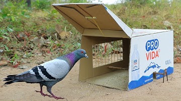 Easy Quick Bird Trap - Simple Creative Pigeon Trap By Using Cardboard Box PRO VIDA