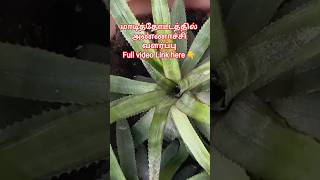 🍍 அண்ணாச்சி என்னாச்சி? 😱 இந்த ஒரு தவறு செய்தால் அன்னாசி வீணாச்சி! | Terrace Garden