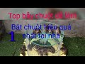 Top những bẫy chuột dễ làm và bắt chuột hiệu quả nhất tại nhà