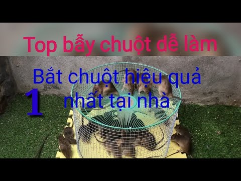 Video: Tự làm bẫy chuột: phương pháp đã được chứng minh