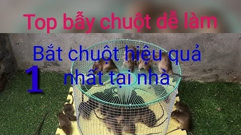 Top những bẫy chuột dễ làm và bắt chuột hiệu quả nhất tại nhà