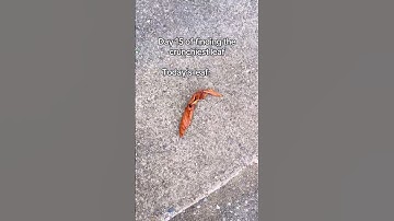 Day 15 of finding the crunchiest leaf 🍁