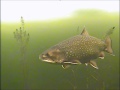 Monster Brook Trout - Underwater Ice Fishing