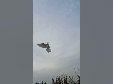 Игра Голубя pigeons - YouTube