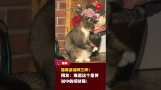 【猫咪虔诚拜三拜！😆】