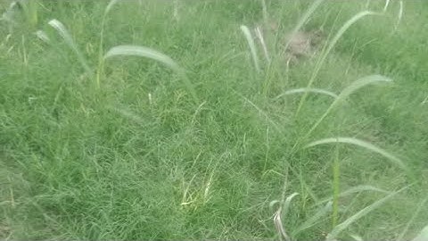 Thuốc trừ cỏ trên vườn mía hiệu quả cao nhất