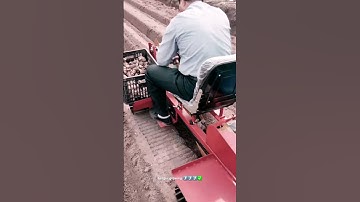 Ginger growing with technology agriculture machine