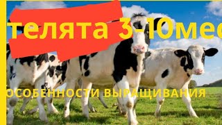 Телята 3-10мес. Секреты выращивания. Александр Гальцов