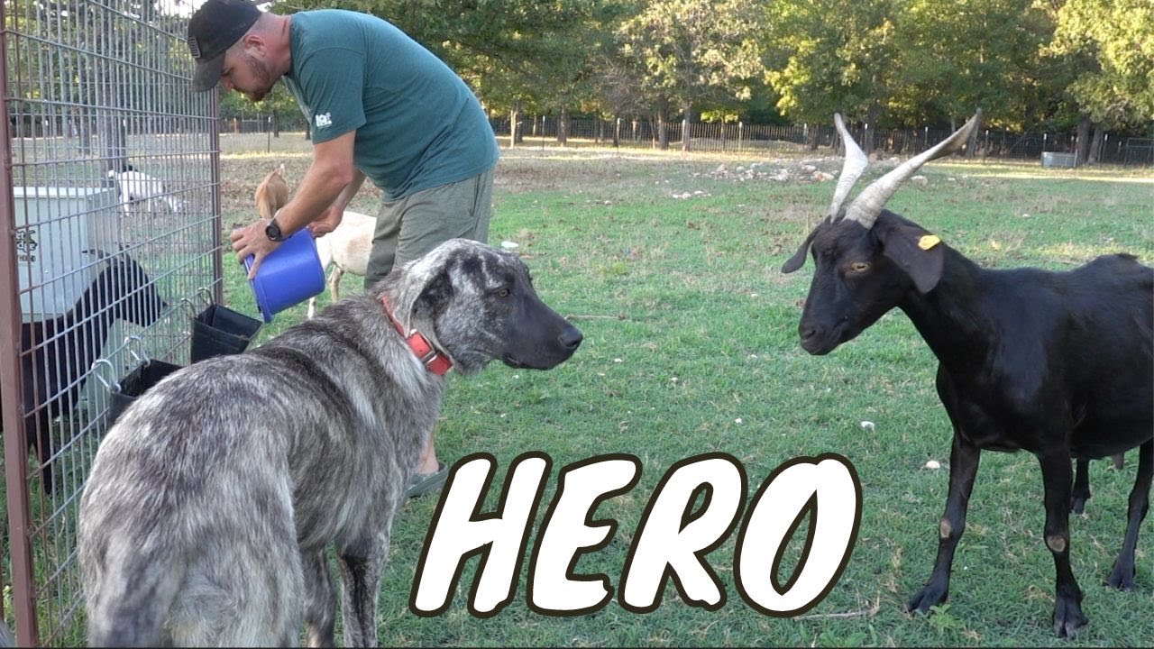 Guard Dog Saves Goats Life! YouTube