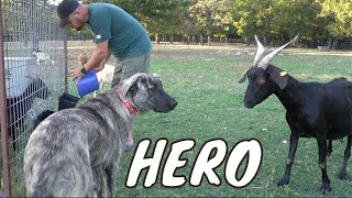 Guard Dog Saves Goats Life!