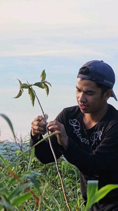 Luring the Sugar Cane Ciblek Bird #7 #adventurousboy #bird #birdlure #bolang #officialadventurousboy