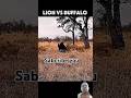 Lion vs bofolo attack #animals #lion #wildlife #bull #wildanimals #youtubeshorts #viralvideo
