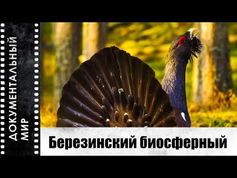 Березинский биосферный (2023) | Документальный фильм
