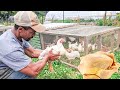 My EASY HOW To for raising chickens (& ducks) for FOOD