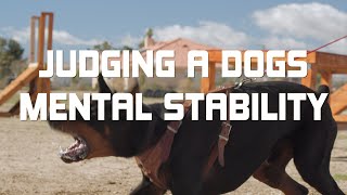 A DOG'S MENTAL STABILITY by Dogumentary TV 3,470 views 1 month ago 1 minute, 25 seconds