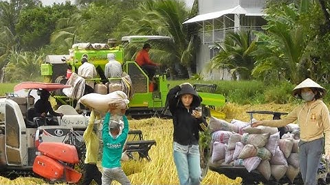 Máy cắt trung quốc cắt lúa ô em 18 công tấn 2 giá lên 6000 bốn trăm 50₫K tập47 # maibangtv