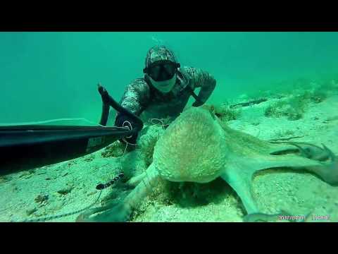 Video: Hobotnica V Akvariju 