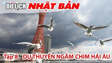 Mê mẩn ngắm Chim Hải Âu bay rợp trời tại Tháp Cảng Kobe | DU LỊCH NHẬT BẢN