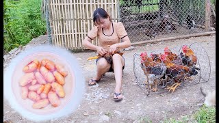 The Girl Castrated Chickens By Herself Peaceful Life Living With Nature Episode 71