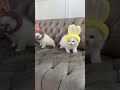 The U litter at picture day