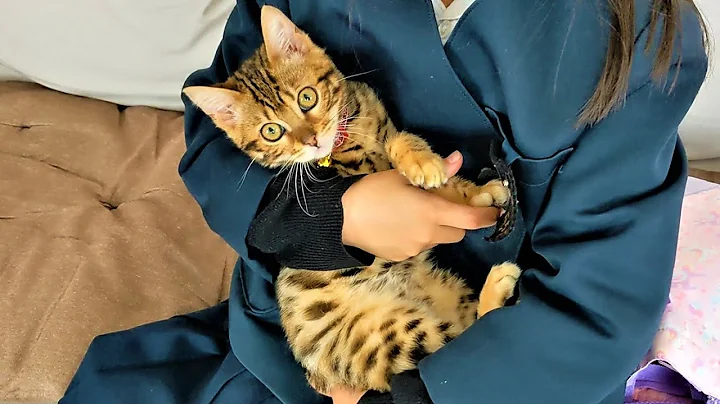 Video 2293891: cute bengal kitten playing, bengal kittens love