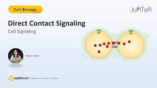 Cell Signaling | Direct Contact Signaling