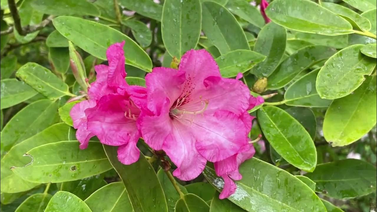 WynEden Private Garden in Chadds Ford. YouTube