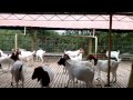 Nimkar Goat Farm Phaltan