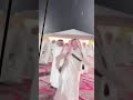 ياهل الحزه مطوعة المعادي ياهل الحزه مطوعة المعادي