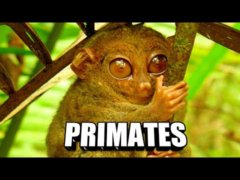 Video: ¿Los lémures evolucionaron de los monos?