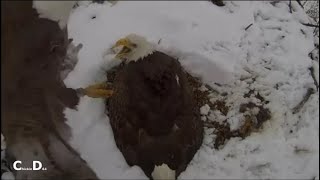Fort St Vrain Eagles~Pa Brings Prey-Ma Is delighted-Feeds the Eaglets-Zoom-Slo MO_4/20/24 by chickiedee64 458 views 3 weeks ago 5 minutes, 25 seconds