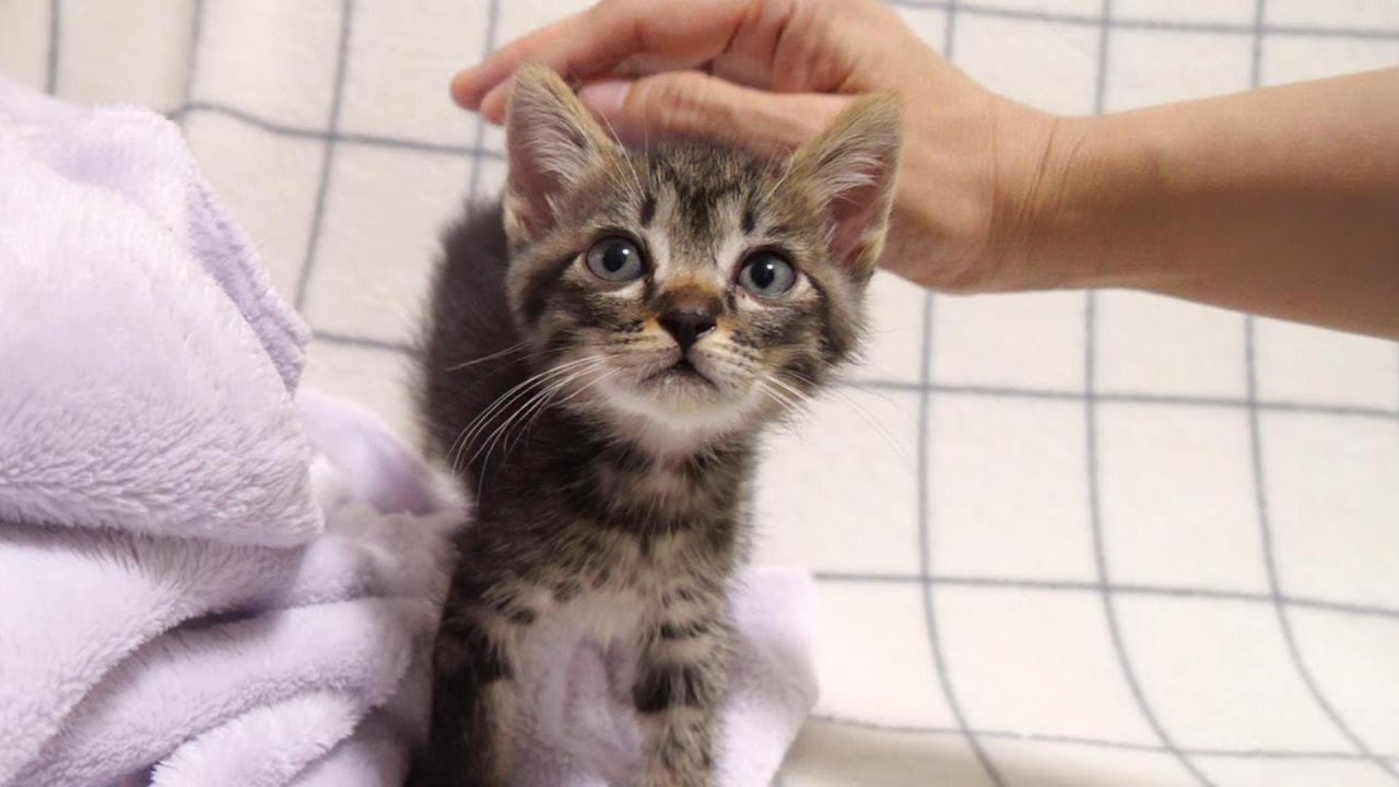 ママよりも、先輩子猫が大好きな子猫がピョンと先輩子猫の元へ