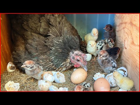 Gurk Tavuk 21 Günlük Kuluçka Süresi | civciv çıkışı