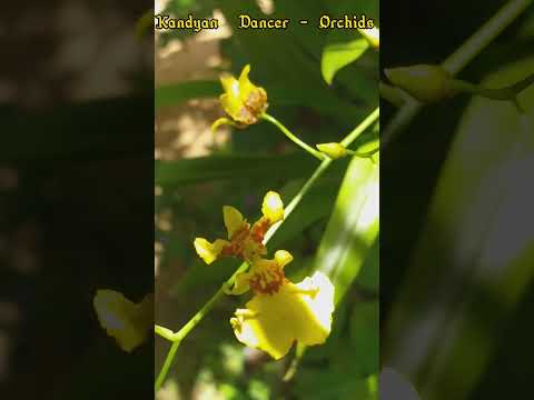 Kandyan Dancer- Orchids  @Green Forest (හරිත වනපෙත) ​