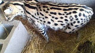 Serval 'Dea' Giving Birth by PoC - Pictures of Cats org 559,622 views 13 years ago 4 minutes, 32 seconds