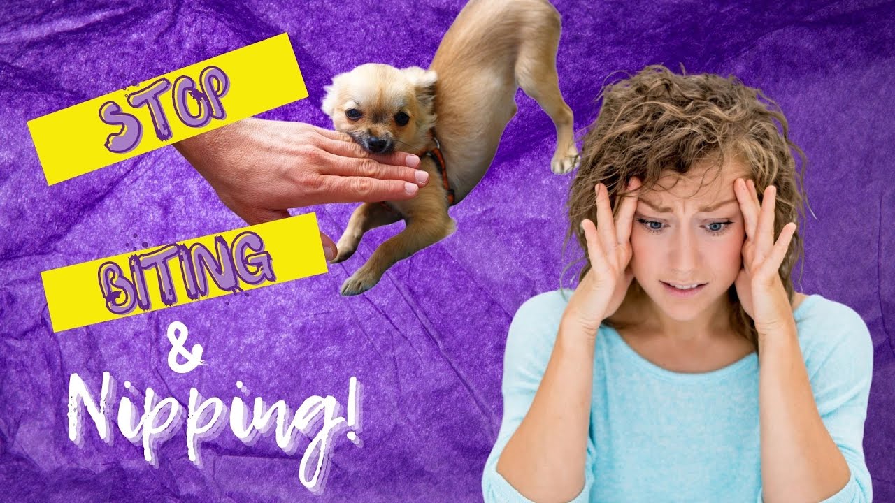 How To Stop BITING and NIPPING Whether Your Chihuahua is a Puppy or an Adult Dog