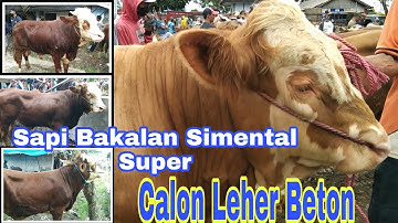Harga Sapi Bakalan Murah, Sapi Simental Super Bahan Penggemukan di Pasar Sapi Glenmore Banyuwangi