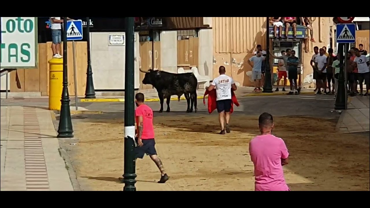 Festejos Populares Albuixech 2025.Toros Cerriles Ganaderia Peñajara N°19 G-0 y N°20 G-0. 14/06