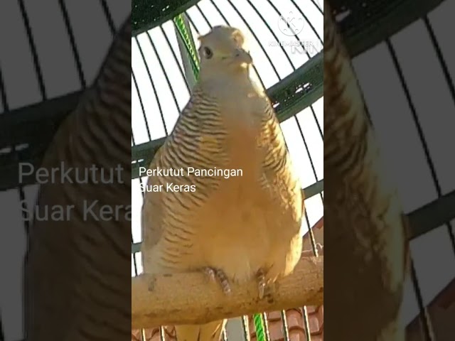 Pancingan perkutut lokal gacor suara keras class=