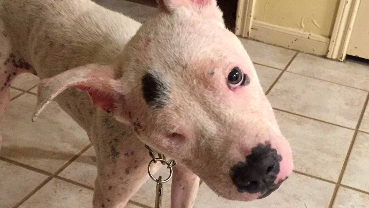Dog recovering after being shot - YouTube