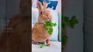 Train Your Cat & Dog |  Link in Description #shorts #funnyanimal #rabbit