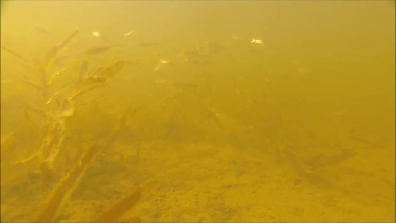 video phone beyonce mp3 Fathead Minnows, Underwater GoPro Footage