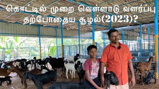 Starting stall fed goat farm in 2023
