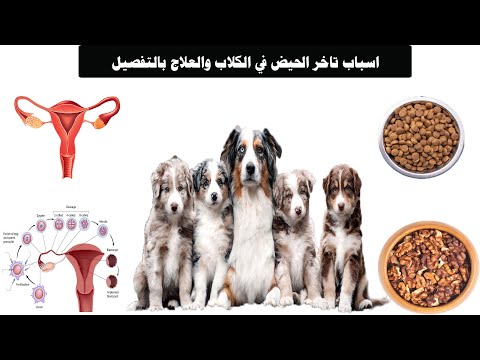 4 اسباب لتاخر الدورة الشهرية الحيض في الكلاب والعلاج بالتفصيل DOG ESTRUS DELAYING REASONS CURE