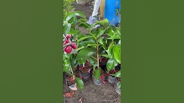 Cây Mận điều Thái trái to trái ngọt | 0386569374 - Ngọc Ngân Bến Tre | Chuyên cây độc lạ