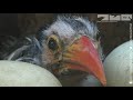 RoboSpy Chick In Bird Prison!