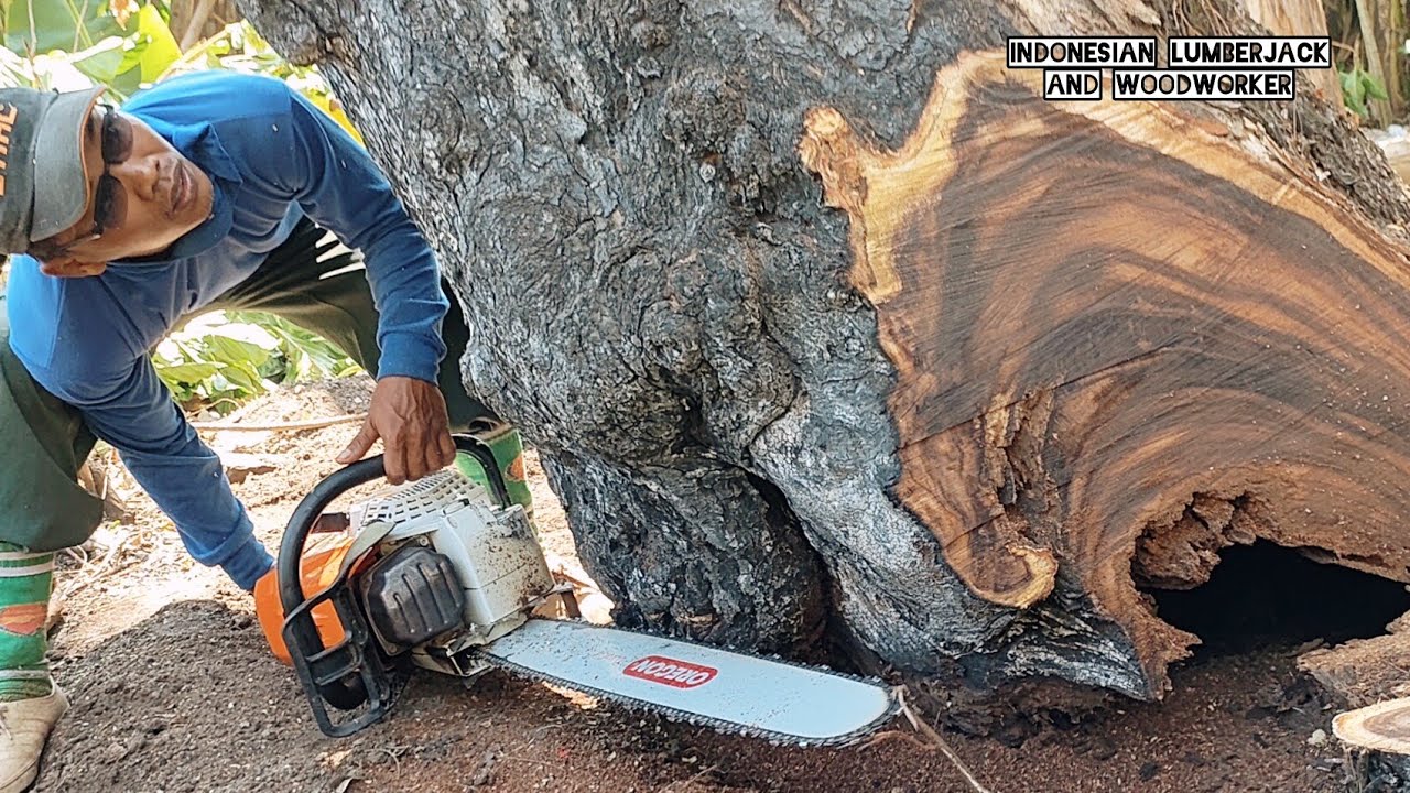 Tough... Old Trembesi in a bamboo grove Vs Stihl ms 881. - YouTube